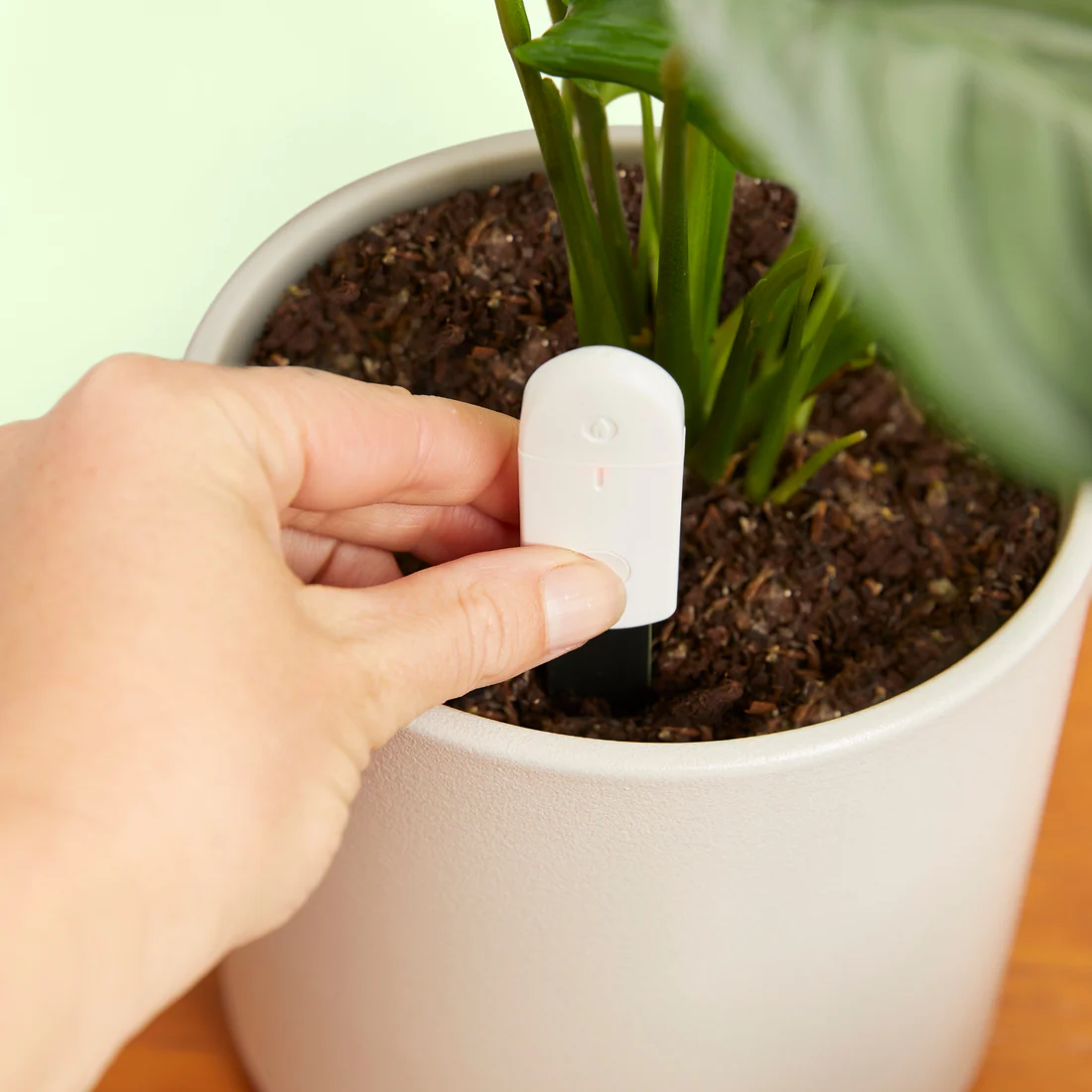 Plant Enthusiasts - Your Plant Care Destination